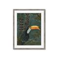 Picture of Long Beak I _GroupedProduct_Rectangle_Portrait_Framed_Matted_