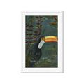 Picture of Long Beak I _GroupedProduct_Rectangle_Portrait_Framed_Matted_