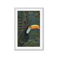 Picture of Long Beak I _GroupedProduct_Rectangle_Portrait_Framed_Matted_