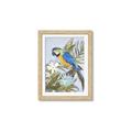 Picture of Parrot Paradise II  _GroupedProduct_Rectangle_Portrait_Framed_Matted_