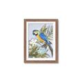 Picture of Parrot Paradise II  _GroupedProduct_Rectangle_Portrait_Framed_Matted_