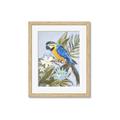 Picture of Parrot Paradise II  _GroupedProduct_Rectangle_Portrait_Framed_Matted_