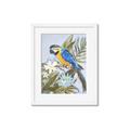 Picture of Parrot Paradise II  _GroupedProduct_Rectangle_Portrait_Framed_Matted_