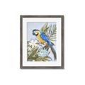 Picture of Parrot Paradise II  _GroupedProduct_Rectangle_Portrait_Framed_Matted_