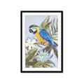 Picture of Parrot Paradise II  _GroupedProduct_Rectangle_Portrait_Framed_Matted_