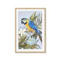 Picture of Parrot Paradise II  _GroupedProduct_Rectangle_Portrait_Framed_Matted_
