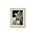 Picture of Parrot Paradise IV _GroupedProduct_Rectangle_Portrait_Framed_Matted_