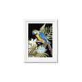 Picture of Parrot Paradise IV _GroupedProduct_Rectangle_Portrait_Framed_Matted_