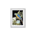 Picture of Parrot Paradise IV _GroupedProduct_Rectangle_Portrait_Framed_Matted_