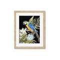 Picture of Parrot Paradise IV _GroupedProduct_Rectangle_Portrait_Framed_Matted_
