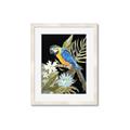 Picture of Parrot Paradise IV _GroupedProduct_Rectangle_Portrait_Framed_Matted_