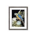 Picture of Parrot Paradise IV _GroupedProduct_Rectangle_Portrait_Framed_Matted_