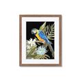 Picture of Parrot Paradise IV _GroupedProduct_Rectangle_Portrait_Framed_Matted_