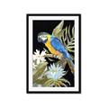 Picture of Parrot Paradise IV _GroupedProduct_Rectangle_Portrait_Framed_Matted_
