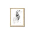 Picture of Ram Charcoal _GroupedProduct_Rectangle_Portrait_Framed_Matted_