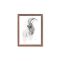 Picture of Ram Charcoal _GroupedProduct_Rectangle_Portrait_Framed_Matted_