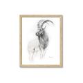 Picture of Ram Charcoal _GroupedProduct_Rectangle_Portrait_Framed_Matted_
