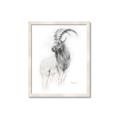 Picture of Ram Charcoal _GroupedProduct_Rectangle_Portrait_Framed_Matted_