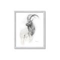 Picture of Ram Charcoal _GroupedProduct_Rectangle_Portrait_Framed_Matted_
