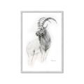 Picture of Ram Charcoal _GroupedProduct_Rectangle_Portrait_Framed_Matted_