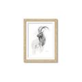 Picture of Ram Charcoal _GroupedProduct_Rectangle_Portrait_Framed_Matted_