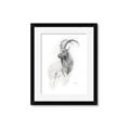 Picture of Ram Charcoal _GroupedProduct_Rectangle_Portrait_Framed_Matted_