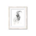 Picture of Ram Charcoal _GroupedProduct_Rectangle_Portrait_Framed_Matted_
