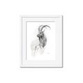 Picture of Ram Charcoal _GroupedProduct_Rectangle_Portrait_Framed_Matted_