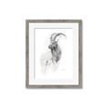 Picture of Ram Charcoal _GroupedProduct_Rectangle_Portrait_Framed_Matted_