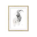 Picture of Ram Charcoal _GroupedProduct_Rectangle_Portrait_Framed_Matted_