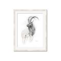 Picture of Ram Charcoal _GroupedProduct_Rectangle_Portrait_Framed_Matted_