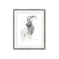 Picture of Ram Charcoal _GroupedProduct_Rectangle_Portrait_Framed_Matted_