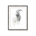 Picture of Ram Charcoal _GroupedProduct_Rectangle_Portrait_Framed_Matted_