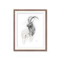 Picture of Ram Charcoal _GroupedProduct_Rectangle_Portrait_Framed_Matted_