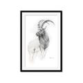 Picture of Ram Charcoal _GroupedProduct_Rectangle_Portrait_Framed_Matted_