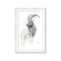 Picture of Ram Charcoal _GroupedProduct_Rectangle_Portrait_Framed_Matted_