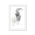 Picture of Ram Charcoal _GroupedProduct_Rectangle_Portrait_Framed_Matted_