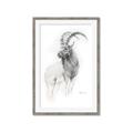 Picture of Ram Charcoal _GroupedProduct_Rectangle_Portrait_Framed_Matted_
