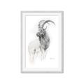 Picture of Ram Charcoal _GroupedProduct_Rectangle_Portrait_Framed_Matted_