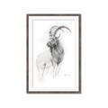 Picture of Ram Charcoal _GroupedProduct_Rectangle_Portrait_Framed_Matted_