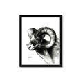 Picture of Sketched Ram _GroupedProduct_Rectangle_Portrait_Framed_Matted_