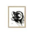 Picture of Sketched Ram _GroupedProduct_Rectangle_Portrait_Framed_Matted_