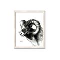 Picture of Sketched Ram _GroupedProduct_Rectangle_Portrait_Framed_Matted_