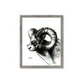Picture of Sketched Ram _GroupedProduct_Rectangle_Portrait_Framed_Matted_
