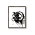 Picture of Sketched Ram _GroupedProduct_Rectangle_Portrait_Framed_Matted_