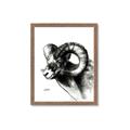 Picture of Sketched Ram _GroupedProduct_Rectangle_Portrait_Framed_Matted_
