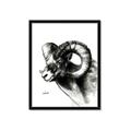 Picture of Sketched Ram _GroupedProduct_Rectangle_Portrait_Framed_Matted_