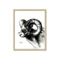 Picture of Sketched Ram _GroupedProduct_Rectangle_Portrait_Framed_Matted_