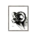 Picture of Sketched Ram _GroupedProduct_Rectangle_Portrait_Framed_Matted_