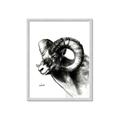 Picture of Sketched Ram _GroupedProduct_Rectangle_Portrait_Framed_Matted_